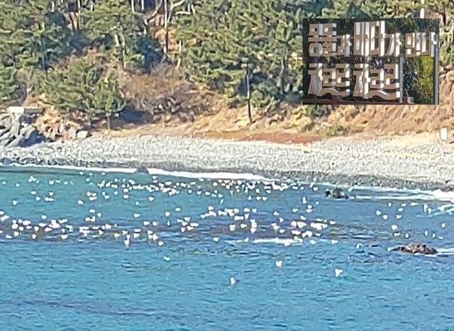 갈매기 휴식처 몽동해변